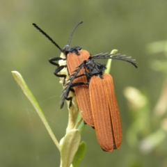 Porrostoma rhipidium (Long-nosed Lycid (Net-winged) beetle) at Kambah, ACT - 5 Dec 2021 by MatthewFrawley