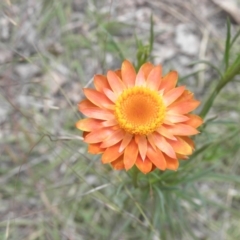 Xerochrysum viscosum (Sticky Everlasting) at Fisher, ACT - 5 Dec 2021 by MatthewFrawley