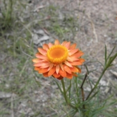 Xerochrysum viscosum at Fisher, ACT - 5 Dec 2021 11:37 AM