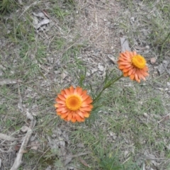 Xerochrysum viscosum at Fisher, ACT - 5 Dec 2021