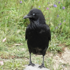 Corvus coronoides (Australian Raven) at Mount Taylor - 5 Dec 2021 by MatthewFrawley