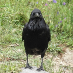 Corvus coronoides at Pearce, ACT - 5 Dec 2021 12:25 PM