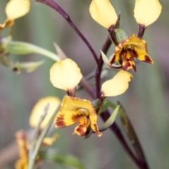 Diuris semilunulata (Late Leopard Orchid) at Namadgi National Park - 5 Dec 2021 by AlisonMilton