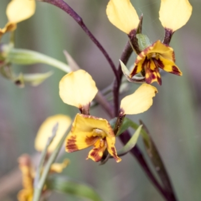 Diuris semilunulata (Late Leopard Orchid) at Namadgi National Park - 5 Dec 2021 by AlisonMilton