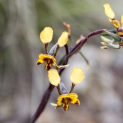 Diuris semilunulata at Mount Clear, ACT - suppressed