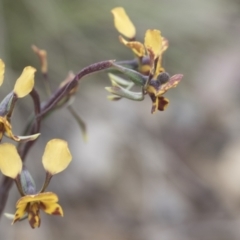 Diuris semilunulata at Mount Clear, ACT - suppressed