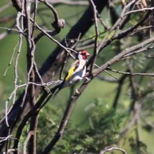 Carduelis carduelis at Yackandandah, VIC - 5 Dec 2021