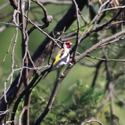 Carduelis carduelis (European Goldfinch) at Yackandandah, VIC - 5 Dec 2021 by KylieWaldon