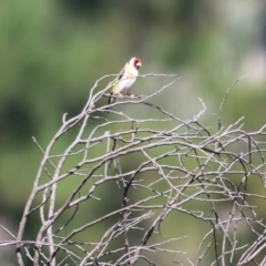 Carduelis carduelis at Yackandandah, VIC - 5 Dec 2021