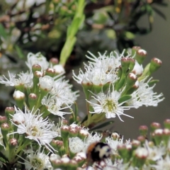 Kunzea ericoides (Burgan) at Yackandandah, VIC - 4 Dec 2021 by KylieWaldon