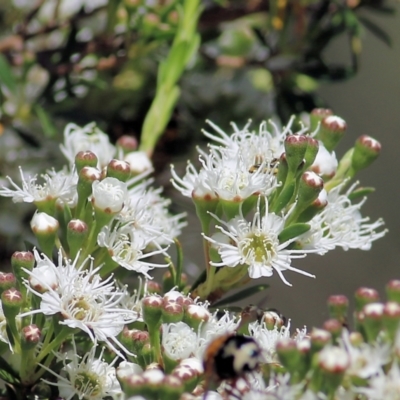 Kunzea ericoides (Burgan) at Yackandandah, VIC - 5 Dec 2021 by KylieWaldon