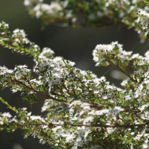 Kunzea ericoides at Yackandandah, VIC - 5 Dec 2021 09:02 AM