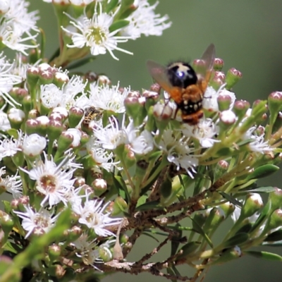 Microtropesa sinuata (A bristle fly) at Yackandandah, VIC - 5 Dec 2021 by KylieWaldon