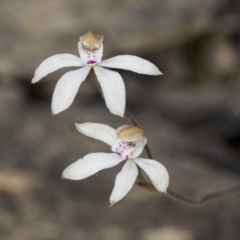 Caladenia moschata (Musky Caps) at Namadgi National Park - 5 Dec 2021 by AlisonMilton