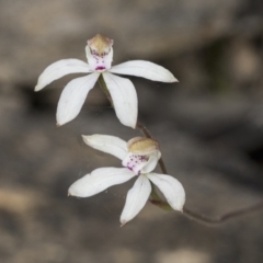 Caladenia moschata (Musky caps) at Mount Clear, ACT - 5 Dec 2021 by AlisonMilton