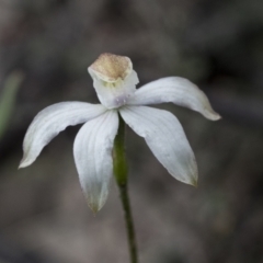 Caladenia moschata at Mount Clear, ACT - 5 Dec 2021