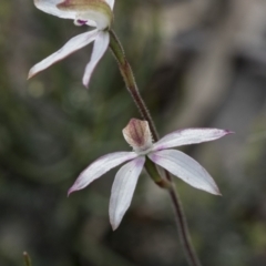 Caladenia moschata at Mount Clear, ACT - 5 Dec 2021