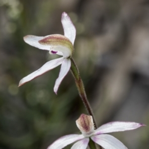 Caladenia moschata at Mount Clear, ACT - 5 Dec 2021