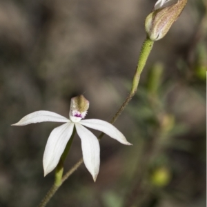 Caladenia moschata at Mount Clear, ACT - 5 Dec 2021