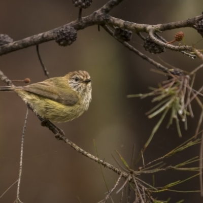 Acanthiza lineata (Striated Thornbill) at Lower Boro, NSW - 4 Dec 2021 by trevsci