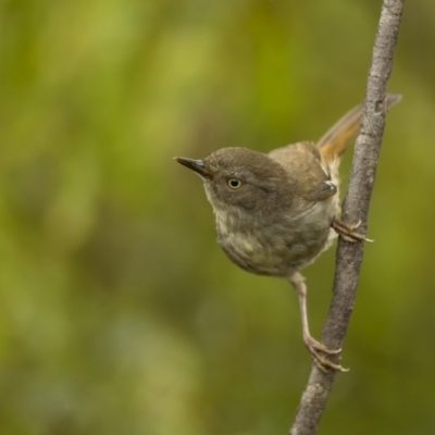 Sericornis frontalis (White-browed Scrubwren) at Lower Boro, NSW - 3 Dec 2021 by trevsci