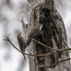 Cormobates leucophaea (White-throated Treecreeper) at Lower Boro, NSW - 4 Dec 2021 by trevsci