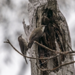 Cormobates leucophaea (White-throated Treecreeper) at Nadgigomar Nature Reserve - 3 Dec 2021 by trevsci