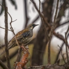 Cinclosoma punctatum (Spotted Quail-thrush) at Nadgigomar Nature Reserve - 3 Dec 2021 by trevsci