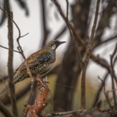 Cinclosoma punctatum (Spotted Quail-thrush) at Lower Boro, NSW - 3 Dec 2021 by trevsci