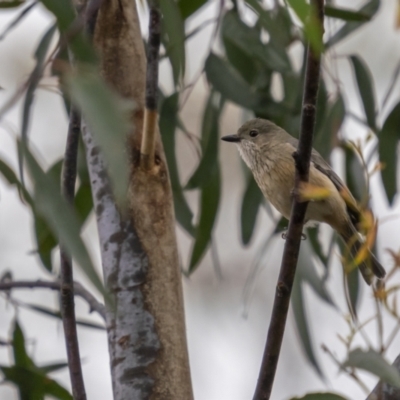 Pachycephala rufiventris (Rufous Whistler) at Nadgigomar Nature Reserve - 3 Dec 2021 by trevsci