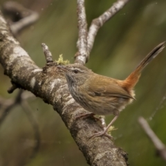 Hylacola pyrrhopygia (Chestnut-rumped Heathwren) at Lower Boro, NSW - 3 Dec 2021 by trevsci