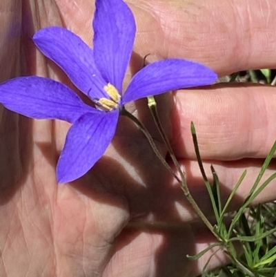 Cheiranthera linearis (Finger Flower) at Grenfell, NSW - 4 Dec 2021 by RAllen