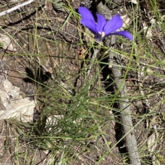 Cheiranthera linearis at Grenfell, NSW - 4 Dec 2021 12:30 PM