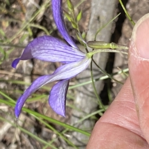 Cheiranthera linearis at Grenfell, NSW - 4 Dec 2021
