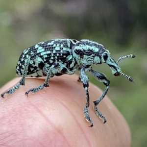 Chrysolopus spectabilis at Grenfell, NSW - 5 Dec 2021 01:07 PM