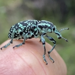 Chrysolopus spectabilis (Botany Bay Weevil) at Grenfell, NSW - 5 Dec 2021 by RAllen