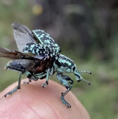 Chrysolopus spectabilis at Grenfell, NSW - 5 Dec 2021