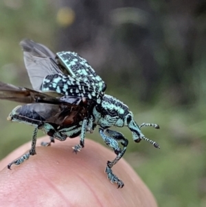 Chrysolopus spectabilis at Grenfell, NSW - 5 Dec 2021 01:07 PM