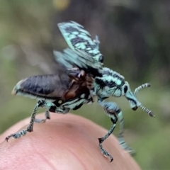 Chrysolopus spectabilis at Grenfell, NSW - 5 Dec 2021 01:07 PM