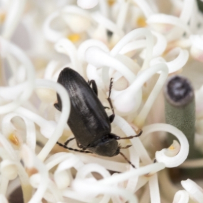 Alleculinae sp. (Subfamily) (Unidentified Comb-clawed beetle) at Yaouk, NSW - 5 Dec 2021 by AlisonMilton