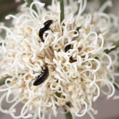 Alleculinae sp. (Subfamily) at Yaouk, NSW - 5 Dec 2021