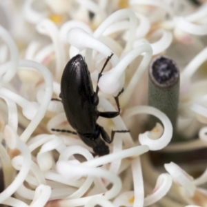 Alleculinae sp. (Subfamily) at Yaouk, NSW - 5 Dec 2021