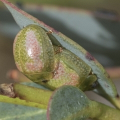 Paropsisterna fastidiosa at Yaouk, NSW - 5 Dec 2021