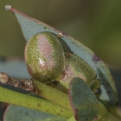 Paropsisterna fastidiosa at Yaouk, NSW - 5 Dec 2021