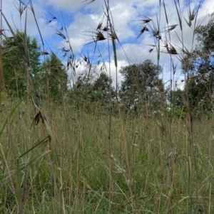 Themeda triandra at Duffy, ACT - 6 Dec 2021 05:48 PM