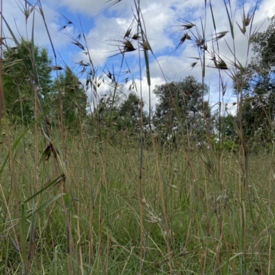 Themeda triandra (Kangaroo Grass) at Holder Wetlands - 6 Dec 2021 by AJB