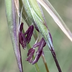 Themeda triandra at Duffy, ACT - 6 Dec 2021