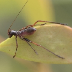 Tettigoniidae (family) (Unidentified katydid) at Yaouk, NSW - 5 Dec 2021 by AlisonMilton