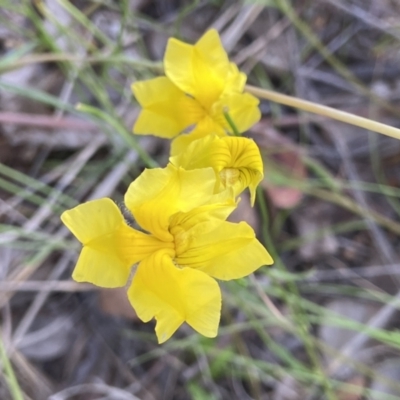 Goodenia pinnatifida (Scrambled Eggs) at Duffy, ACT - 6 Dec 2021 by AJB