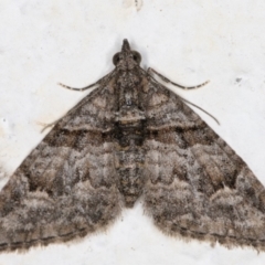 Phrissogonus laticostata (Apple looper moth) at Melba, ACT - 24 Sep 2021 by kasiaaus